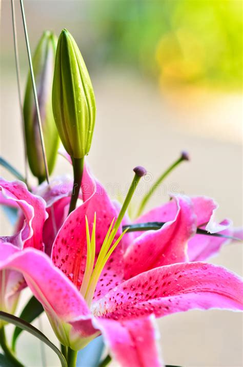 Fragrant Lilies Close Up And Drop Water Stock Photo Image Of Holiday