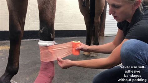 Wrapping A Horses Leg Youtube