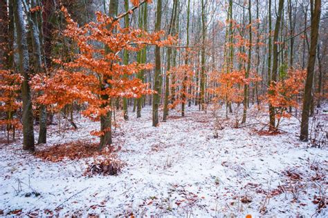 Beech Trees With Red Leaves In Winter Forest Landscape Stock Photo