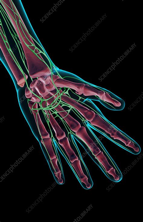 The Lymph Supply Of The Hand Stock Image F0016632 Science Photo