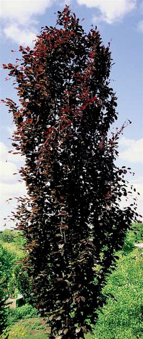 Fagus Sylvatica Dawyck Purple Burgundy Columnar Beech Tree Kigi
