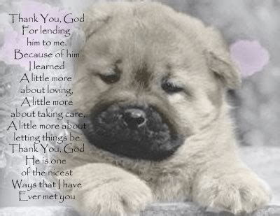So i would imagine some of you would not think of praying for a sick pet. Image result for Healing Prayer for Sick Pet (With images ...