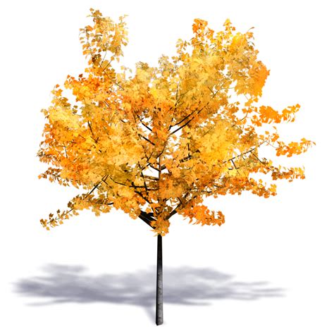 BIM object - Generic Autumn Tree 2 - MarketPlace png image