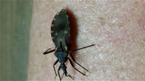 Deadly Kissing Bug Disease Continues To Spread But