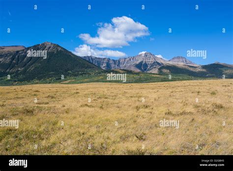 Prairie Grasslands In Buffalo Paddock Section Of Waterton Lakes