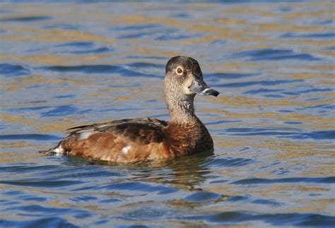 Ring Necked Duck The Most Common Diving Duck Taylor County Big Year