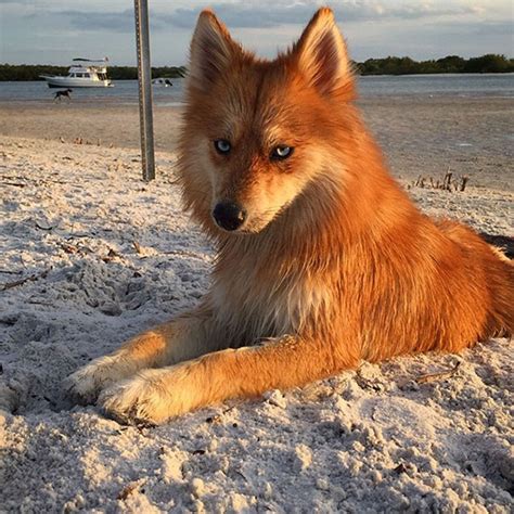 Meet Mya The Dog Who Looks Exactly Like A Fox