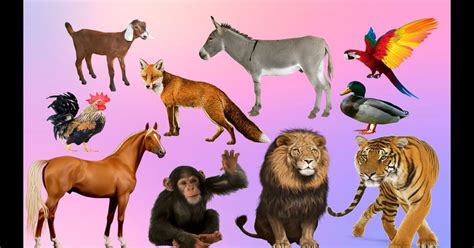 Top 166 Learn English Animals Names