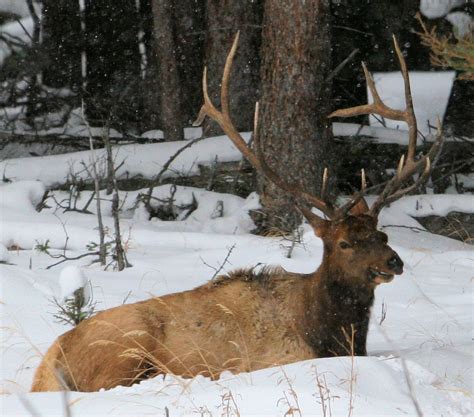 Monster Bull Elk In Yellowstone Karl Drilling Flickr