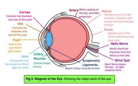 The Eye An Introduction Gcse Biology Study Mind