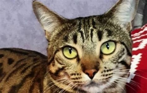 30 Best Tiger Cat Names For Tabby Cats Petpress