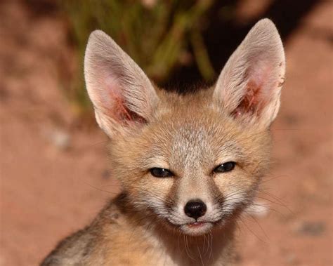 Kit Fox Facts Critterfacts