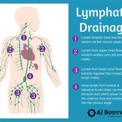 Manual Lymphatic Drainage Map