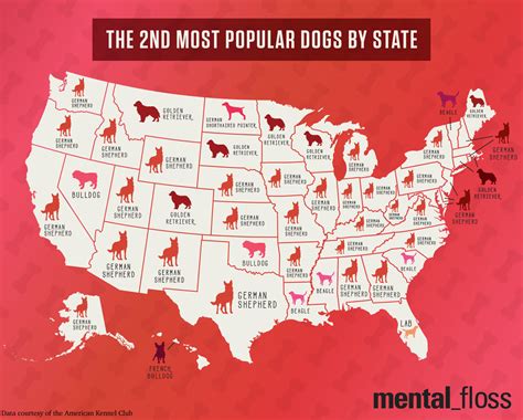 Image Result For Animal Infographics Most Popular Dog Breeds Popular