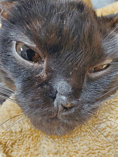 Cat Nasal Polyps Symptoms Stephani Blackwell