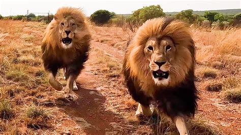 How Are The Rescued Lion Brothers The Lion Whisperer Youtube