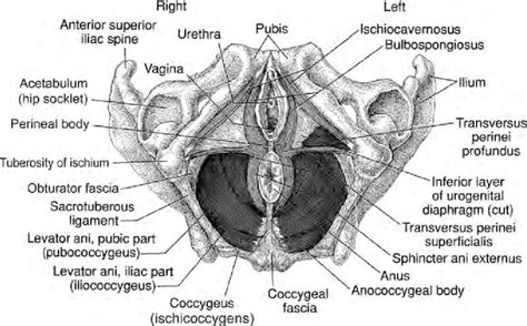 Pelvic Floor Muscles As Seen From Below In Supine Female Subject Taken