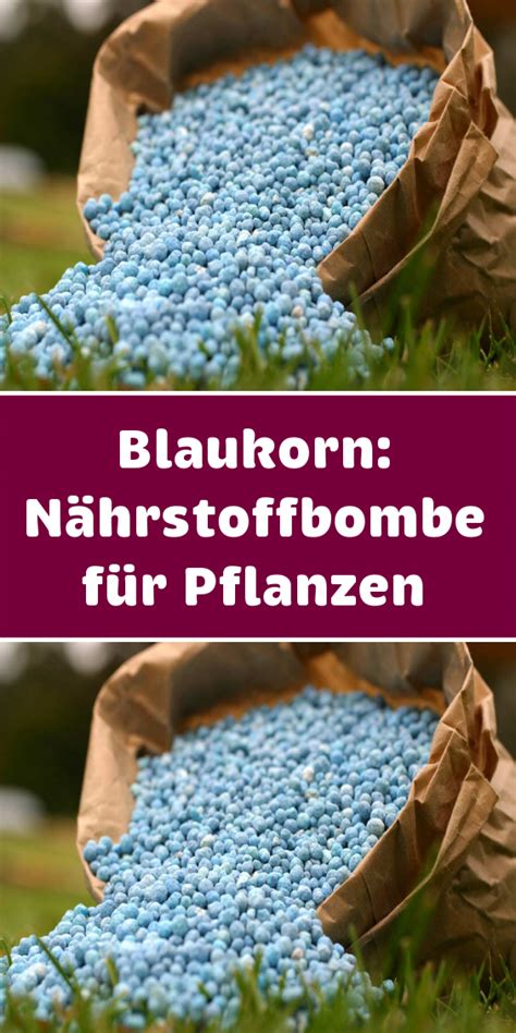 Erfahren sie alles über zusammensetzung, wirkung, ausbringung und düngezeit. Sie sind klein, blau und regelrechte Nährstoffbomben für ...