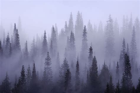 Misty Forest Wallpapers Top Free Misty Forest