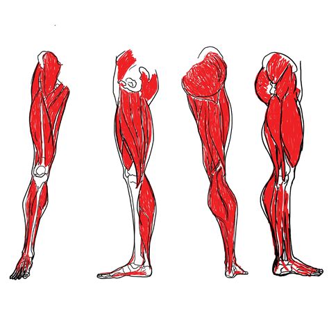 Leg Muscle Diagram For Kids Encrypted Tbn0 Gstatic Com Images Q
