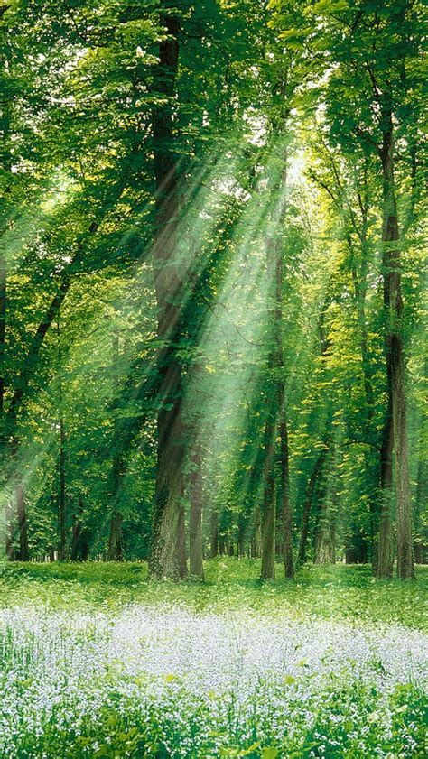 Free Download Nature Green Forest And White Sun Light Wallpaper