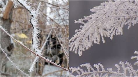 Heres Why You Need To Know The Difference Between Hoarfrost And Rime