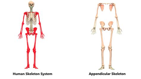 Sistema Esquelético Humano Anatomía De Esqueleto Apendicular Foto De
