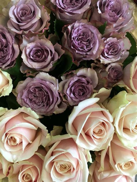 Dolcetto And Sweet Avalanche Roses Beautiful Flowers Garden Rose