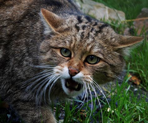 Scottish Gamekeepers Association News Can You Help The Scottish Wildcat