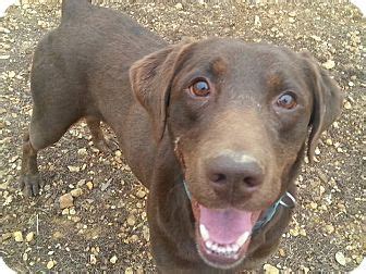 Labrador puppy for free adoption for more details contact me 9644919858. Jersey City, NJ - Labrador Retriever. Meet Duke a Dog for ...