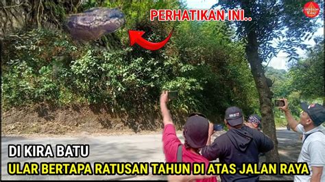 Gempar‼️ular Bertapa Ratusan Tahun Di Atas Jalan Raya Mojokerto Jawa