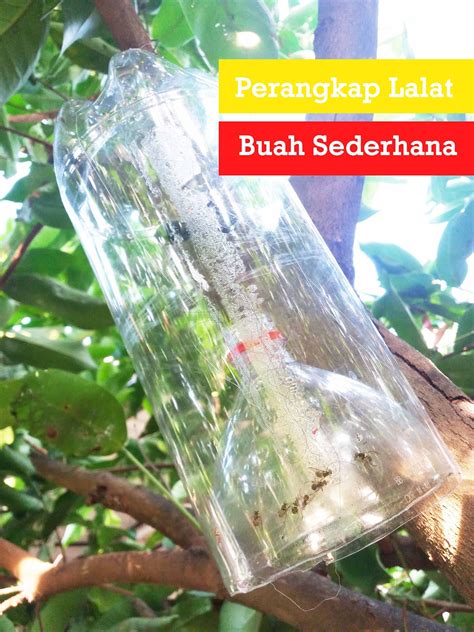 Cara mengatasi jambu kristal busuk : Tanaman Buah Sering Busuk ? Begini Cara Buat Perangkap ...