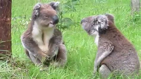 Koalas Fighting Oder Wie Klingen Eigentlich Streitende Koalas