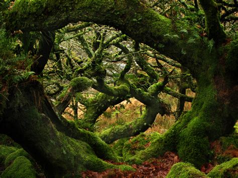 Ancient Oaks Of Wistmans Wood Dartmoor