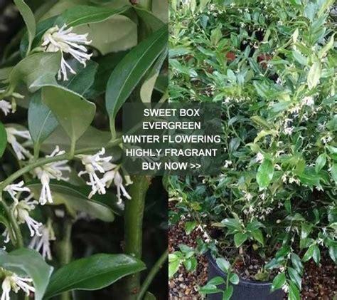 Check spelling or type a new query. Winter Flowering Shrubs UK - Paramount Plants London