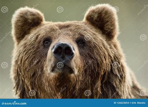Brown Bear Face Stock Photo Image Of Bear Summer Look 126623054