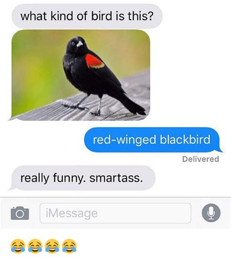 What Kind Of Bird Is This Red Winged Blackbird Delivered Really Funny Smartass O I Message 😂😂😂😂