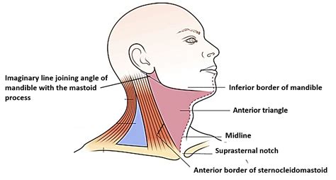Anatomical Parts Of Long Bone