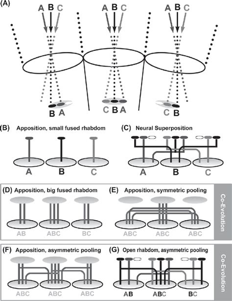 Intermediate Solutions Suggest An Evolutionary Path From Apposition To