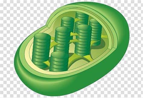 We did not find results for: Chloroplast Organelle synthesis Plant cell, Label cartoon ...