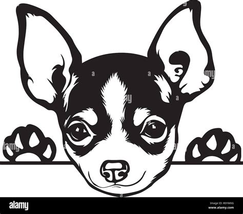 Cute Chihuahua Clipart Black And White Cenfesse