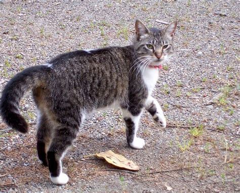 Mother cats hold their tails upright when she wants her kittens to follow her (it may also help her kittens see her, depending on where they are). Kitten Physics