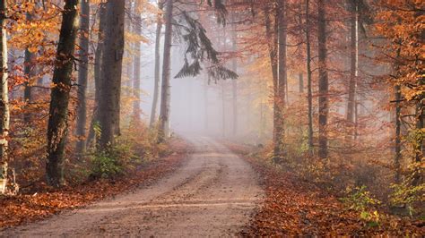 Foliage Forest Path With Fog During Fall 4k Hd Nature Wallpapers Hd