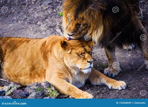 Lions Love Couple Stock Image Image Of Fang Carnivore 153468049