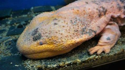 The japanese giant salamander (andrias japonicus) is a species of salamander in the family cryptobranchidae. Japanese Giant Salamander | JapanVisitor Japan Travel Guide