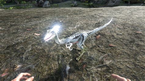 Ark Survival Evolved Compy Taming Food