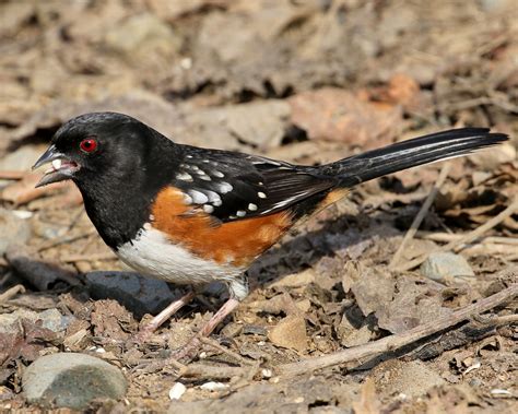 Spotted Towhee — Sacramento Audubon Society