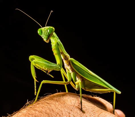 Fotos Gratis Verde Mantis Religiosa Insecto Cerca Fauna