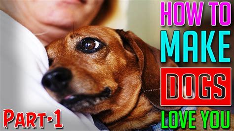 How To Make Dogs Love You Part 1 Dog Facts Youtube