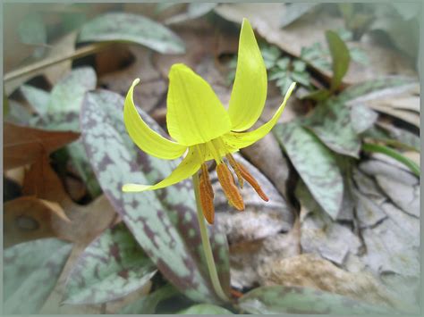 Trout Lily Wildflower Erythronium Americanum Photograph By Carol